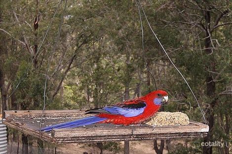 Property photo of 140-148 Quail Street Cedar Vale QLD 4285