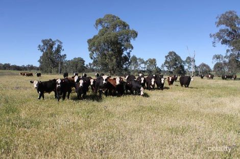 239r Obley Rd, Toongi, NSW 2830