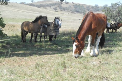 Property photo of 1050 Duri-Dungowan Road Timbumburi NSW 2340