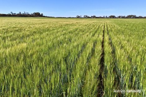 1650 Dulyalbin Rd, South Bodallin, WA 6424