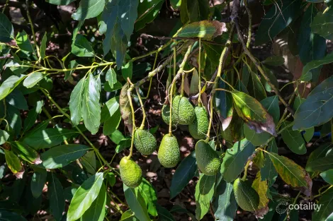 Property photo of 17 York Street Augusta WA 6290