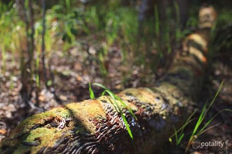 Property photo of 5 Crab Apple Court Black Mountain QLD 4563