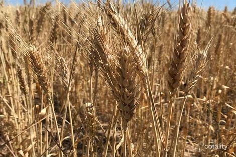 837 Morrow Rd, Boonerdo, SA 5633