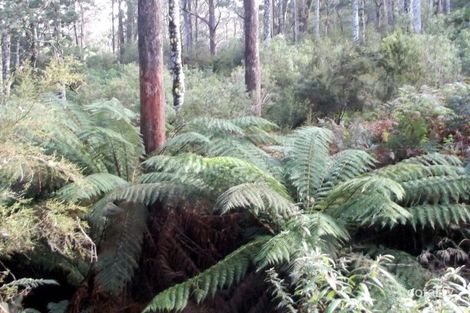 Property photo of 1062 Lottah Road Lottah TAS 7216