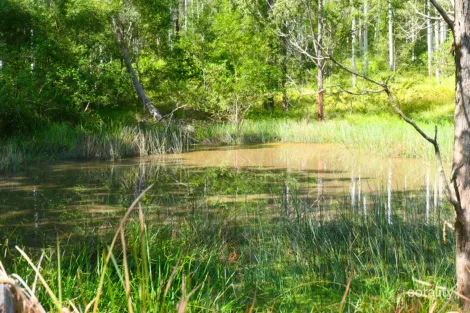 146 Mills Rd, Bean Creek, NSW 2469