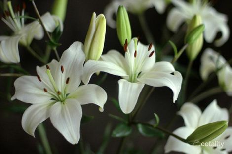 18 James St, Windsor, VIC 3181