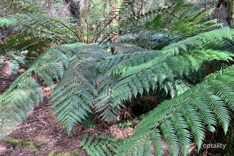 465 Mountain Rd, Lilydale, TAS 7268