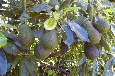 Property photo of 167 Richards Road Newee Creek NSW 2447