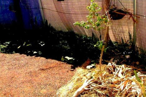 45 Wicks St, Cunnamulla, QLD 4490