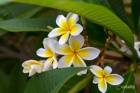 142a Salvado Rd, Wembley, WA 6014