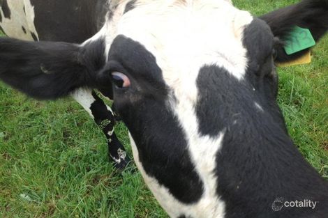 79 Punt Rd, Cobram, VIC 3644