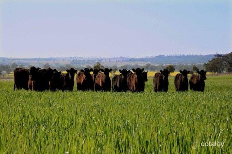 584 Comialla Rd, Cassilis, NSW 2329