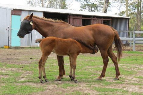 2092 Summerland Way, Warragai Creek, NSW 2460