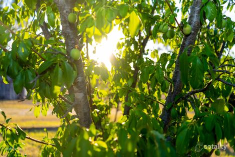 Property photo of 18324 Cunningham Highway Karara QLD 4352