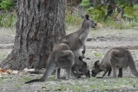 Property photo of 77 Berrara Road Berrara NSW 2540