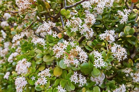 Property photo of 124/54 Nannine Place Rivervale WA 6103