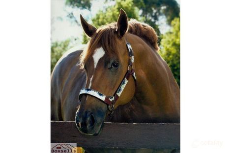 Property photo of 1029 Landsborough Maleny Road Maleny QLD 4552