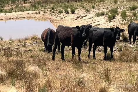 386 Williamsons Rd, Lewis Ponds, NSW 2800