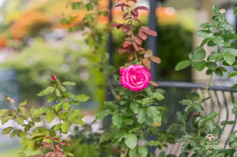 Property photo of 71 Stratton Terrace Wynnum QLD 4178