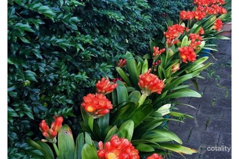 17 Ettrick St, Ashbury, NSW 2193