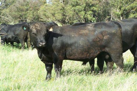 476 Faulkners North Rd, Tarrone, VIC 3283