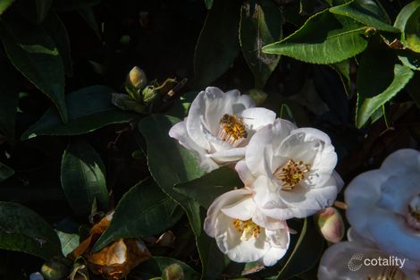 Property photo of 32 Samuel Street Mona Vale NSW 2103