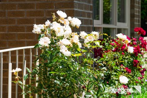 Property photo of 4/51 Victoria Street Box Hill VIC 3128