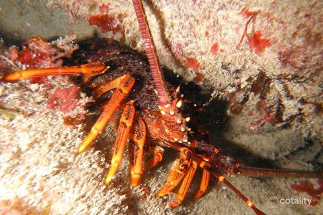 Property photo of 9A Chambers Street Beachport SA 5280