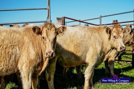 Property photo of 30L Firbank Road Wongarbon NSW 2831