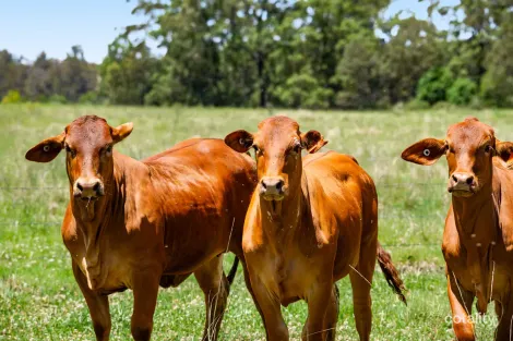 1334 Palms Rd, Upper Yarraman, QLD 4614