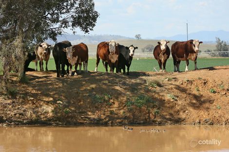 Property photo of 4482 Oxley Highway Somerton NSW 2340