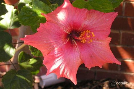 Property photo of 41 Boneo Road Rosebud VIC 3939