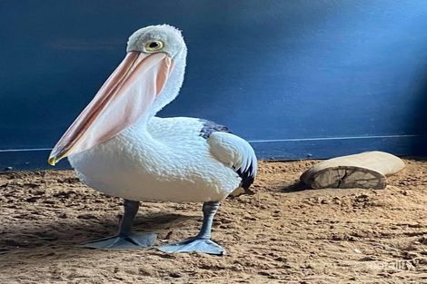 326 Meldale Rd, Meldale, QLD 4510