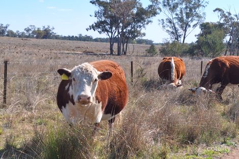 258 Momo Rd, Tomingley, NSW 2869