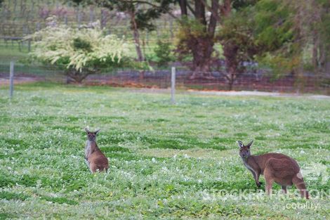 7 Panorama Rise, Quindalup, WA 6281
