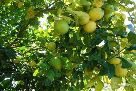 27835 Bruce Hwy, Isis River, QLD 4660