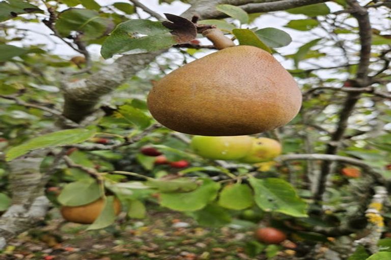 Photo of property in 42-44 Cheshire Street, Cannons Creek, Porirua, 5024