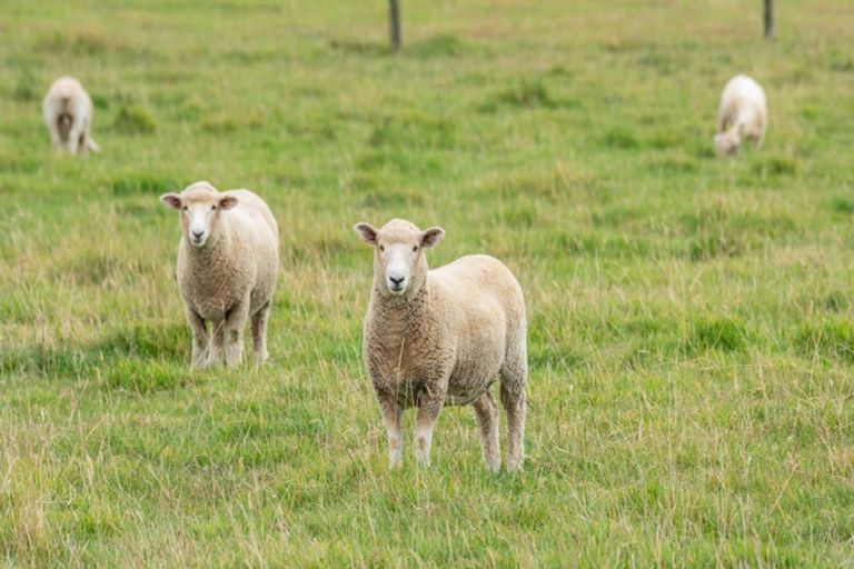 Photo of property in 113 Lower Sefton Road, Ashley, Rangiora, 7477