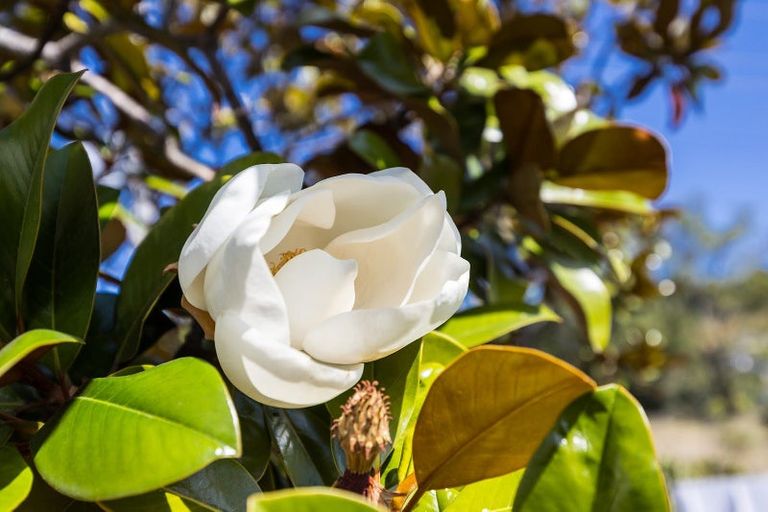 Photo of property in 8 Magnolia Lane, Mosgiel, 9024