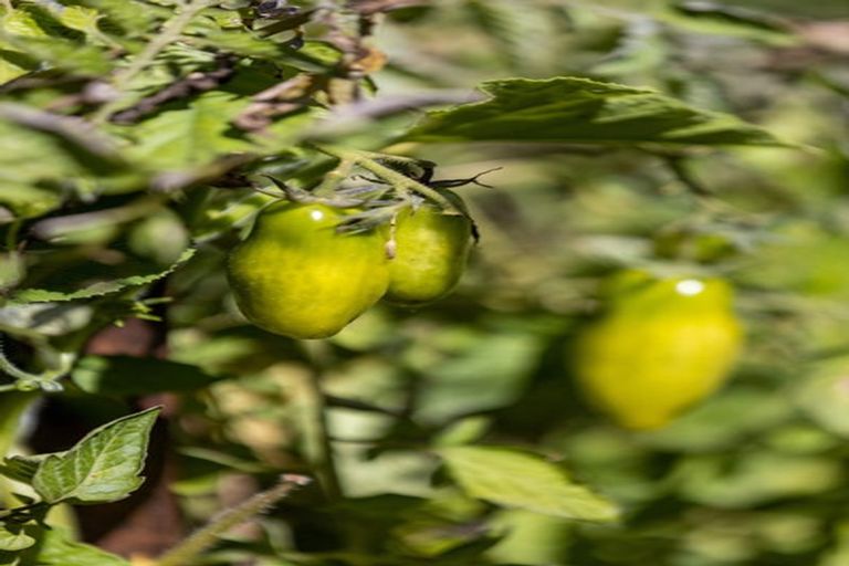 Photo of property in 568 Lepper Road Upper, Kaimiro, Inglewood, 4386