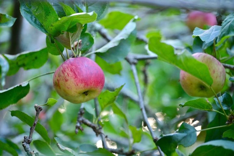 Photo of property in 11 View Road, Shelly Park, Auckland, 2014