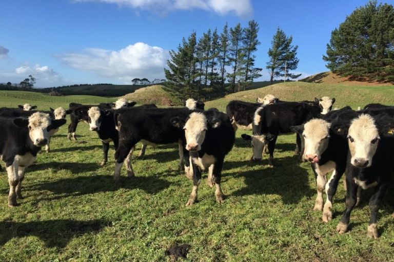 Photo of property in 202 Kellyville Road, Mercer, 2474