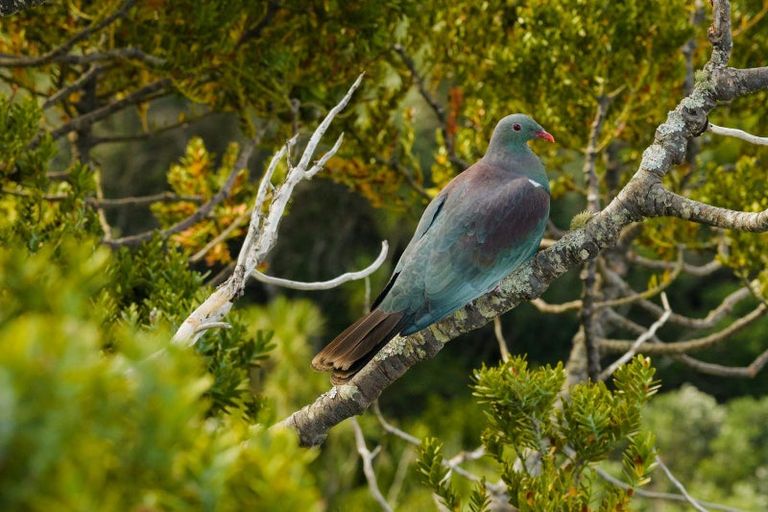 Photo of property in 1024 Takatu Road, Tawharanui Peninsula, Matakana, 0986