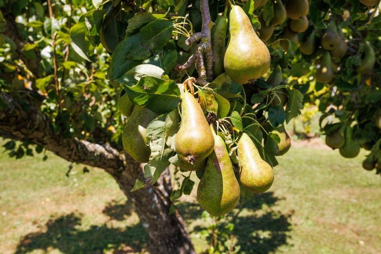 Photo of property in 731 Stoney Creek Road, Bunnythorpe, Palmerston North, 4470