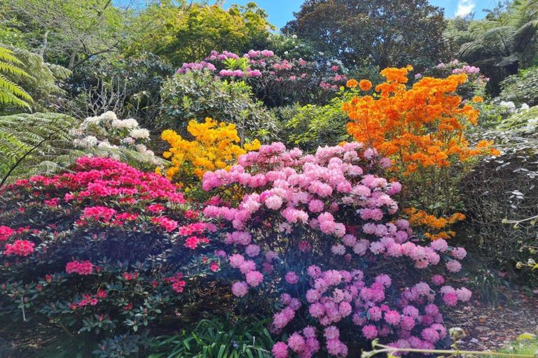 Photo of property in 127 Savage Road, Waihi, 3610