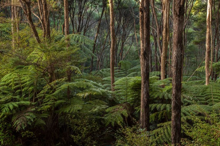 Photo of property in 182b Forest Hill Road, Waiatarua, Auckland, 0612