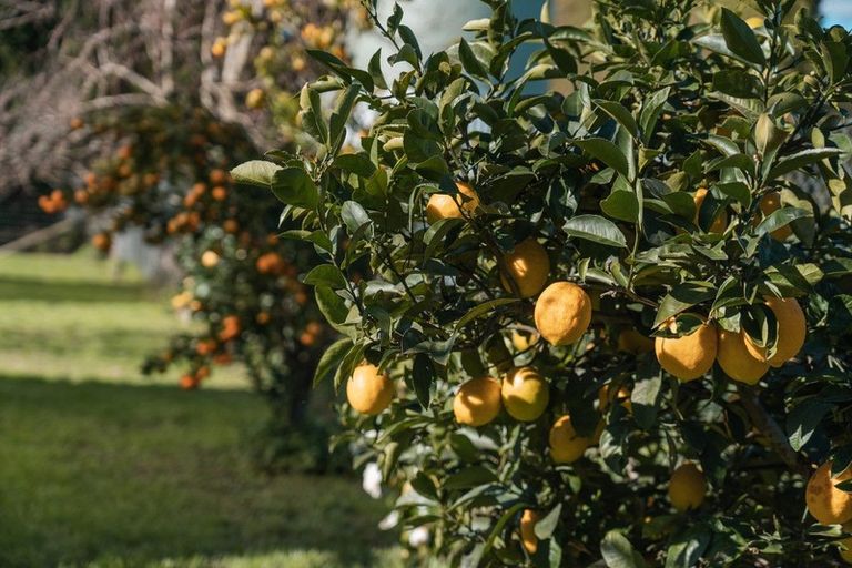 Photo of property in 426 Te Rahu Road, Poroporo, Whakatane, 3192