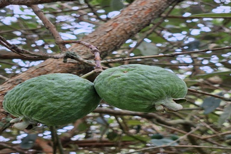 Photo of property in 42-44 Cheshire Street, Cannons Creek, Porirua, 5024