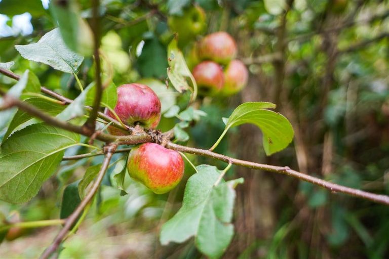 Photo of property in 40 Briden Drive, Tikipunga, Whangarei, 0112