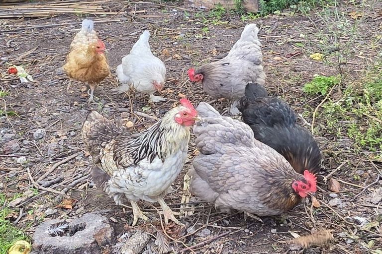 Photo of property in 17 Dacre Street, Linwood, Christchurch, 8062